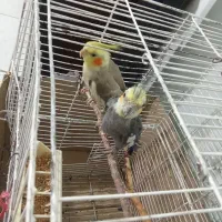 نر و ماده
