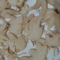 ثعلب کوهی