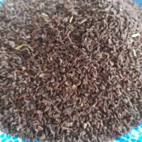 فروش اسپند تازه