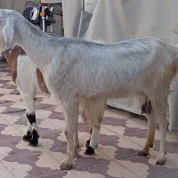 حیوان داشتی و قربانی