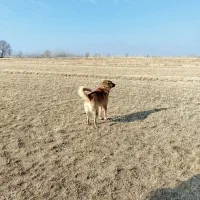 دو عدد سگ گله