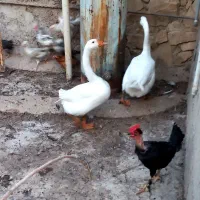 قوغاز