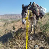 الاغ ماده بسیار ارام
