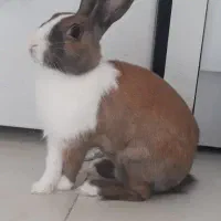 خرگوش