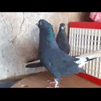 دم سفید|پرنده|پیشوا, |دیوار