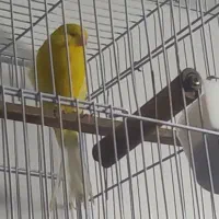 قناری|پرنده|مشهد, گاز|دیوار