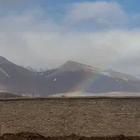 کود گوسفندی   خشک  فله و گونی