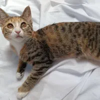 بچه گربه