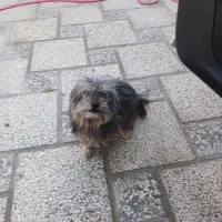 واگذاری|سگ|چناران, |دیوار