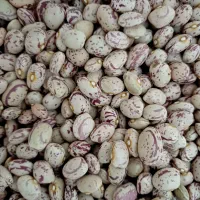 لوبیا چیتی درجه یک