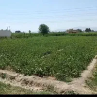 زمین 1هکتار250متری کشاورزی باسند تک برگ