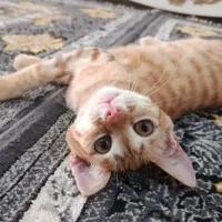 گربه