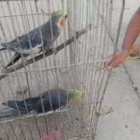 عروس هلندی