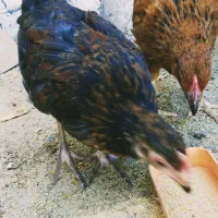 دو عدد جوجه محلی