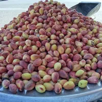 پسته تازه خندان ارزان تر از همه جا