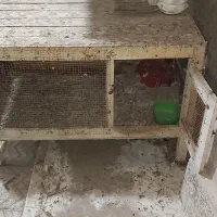 قفس مخصوص انواع پرنده.عروس.مرغ عشق و..