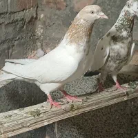 یه‌عدد‌ساری‌باش‌