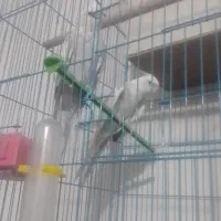عروس هلندی با تخم