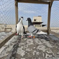 کبوتر سینه سیاه، ساده سیاه پشت گراف قهره سبز