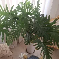 گلدان برگ انجیری ۷ ساله بسیار بزرگ