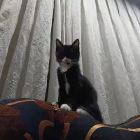 واگذاری گربه dsh نر