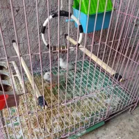 دوعددفنچ
