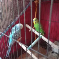 پرنده|پرنده|میناب, |دیوار