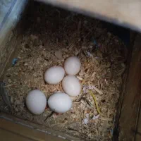 کوتوله برزیلی و مرغ عشق
