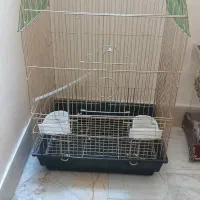 قفس مرغ عشق و عروس هلندی و....