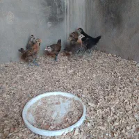 جوجه مرغ کالینگی