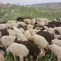 بره
