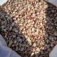 لوبیا چیتی کیلویی ۱۸۰
