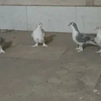 چهارتا جوجه پلاس لاهوری اصل