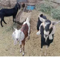 6راس گوسفند