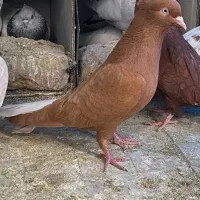 دمسفید سینه کله طوقی رسمی زرد سرخ کفتر کبوتر