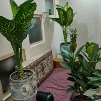 گلهای اپارتماتی ارزنده و خوب