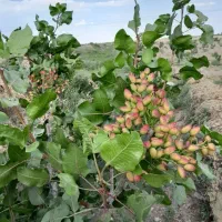 اجاره باغ پسته