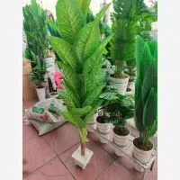 درختچه ی دیفن باخیا