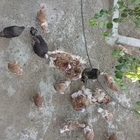 بوقلمون بوربون