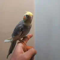 عروس هلندی نر سخنگو