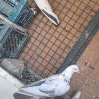 فروش دمسیاه دم سرکه ای هر دو نر