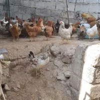 مرغ و خروس