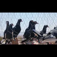 کفتر|پرنده|تربت جام, فاز ۱ فرهنگیان|دیوار