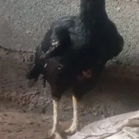 مرغ لاری افغان اصل