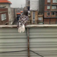 دم سفید نروما