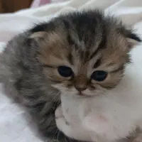 پرشین چشم ابی بازیگوش   جنسیت نر
