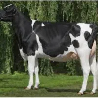 کارگر شیردوشی