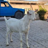 بزغاله نر سانن