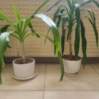 گل و گیاه