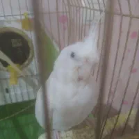 جفت عروس هلندی مولد جوان